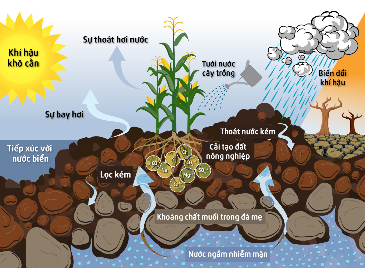 Kỹ thuật gene cho cây trồng chống biến đổi khí hậu – Xu hướng tất yếu của nông nghiệp thế kỷ 21
