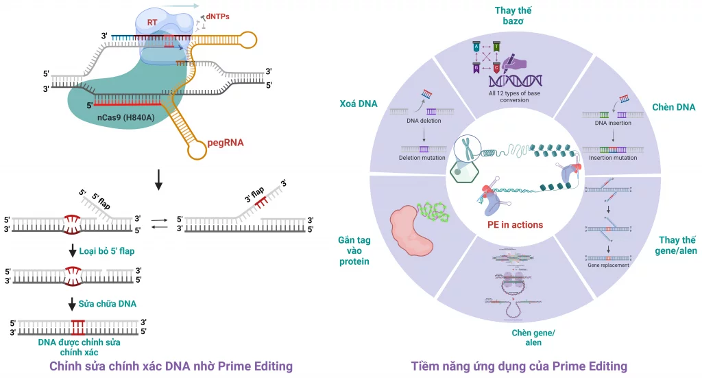 Công nghệ gene “Base Editing” – Cuộc cách mạng mới trong chỉnh sửa di truyền