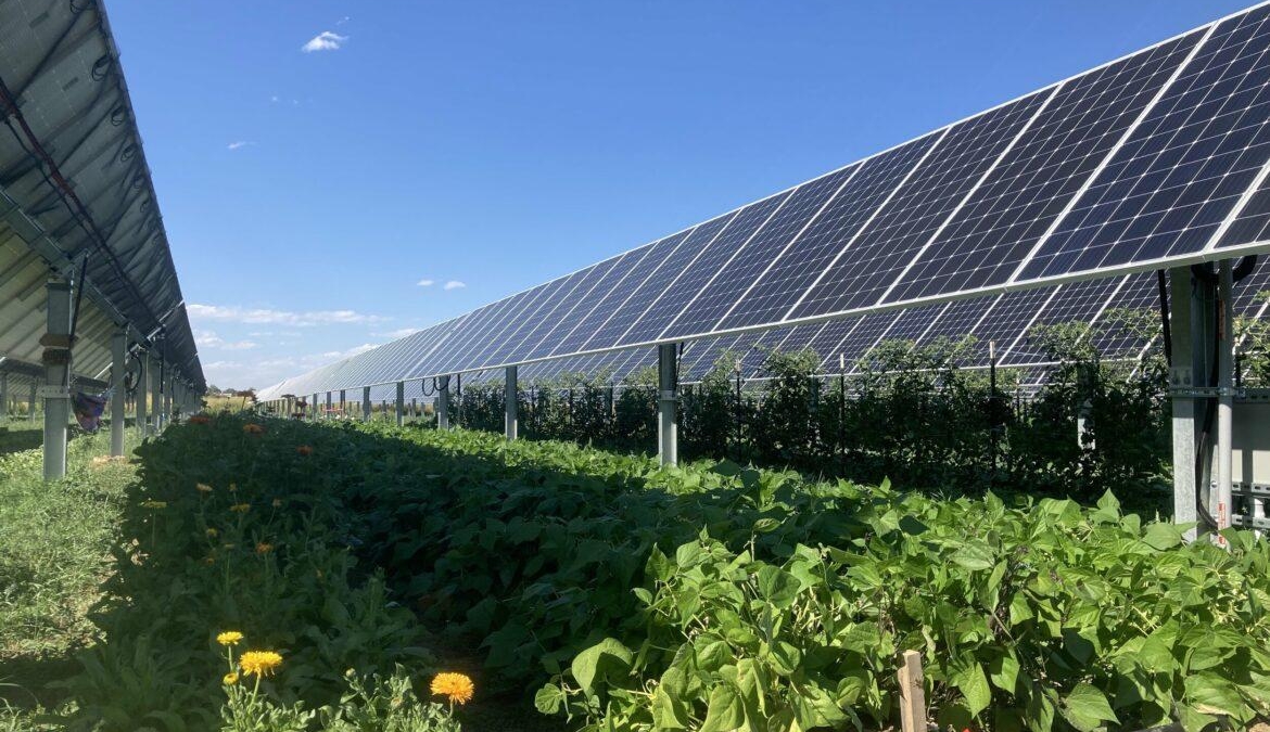 Nhà kính thông minh vận hành bằng năng lượng mặt trời: Xu hướng nông nghiệp bền vững năm 2025