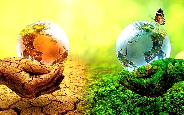 Rừng “Chậm Chân” Trước Biến Đổi Khí Hậu: Báo Động Cho Hệ Sinh Thái Tương Lai